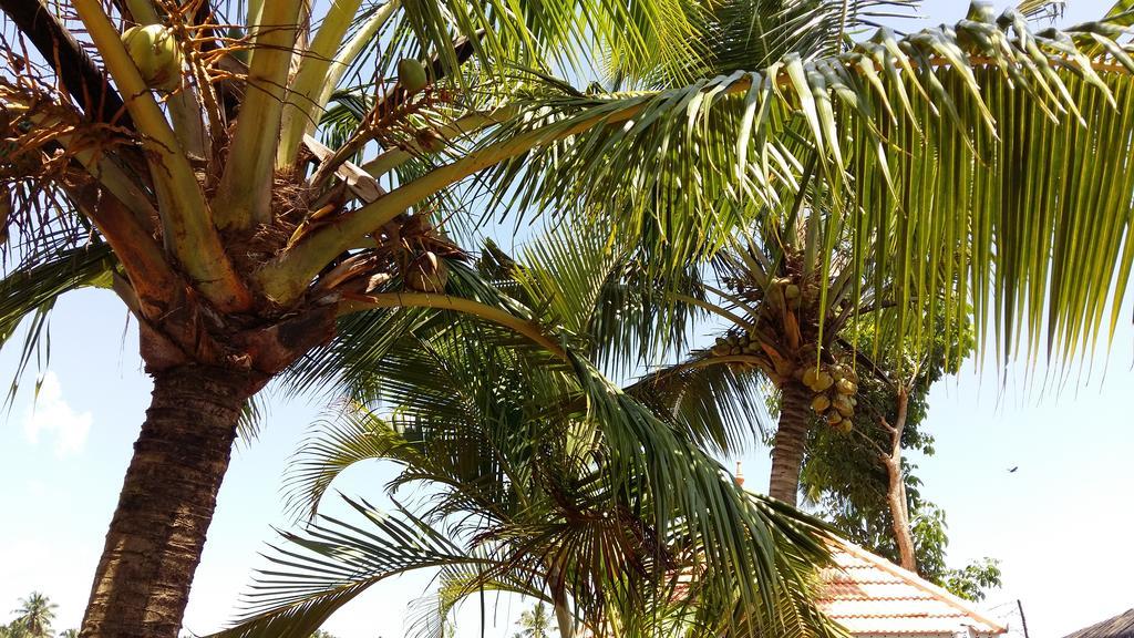 Niya Nest Homestay Kochi Dış mekan fotoğraf